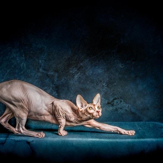 Sphynx